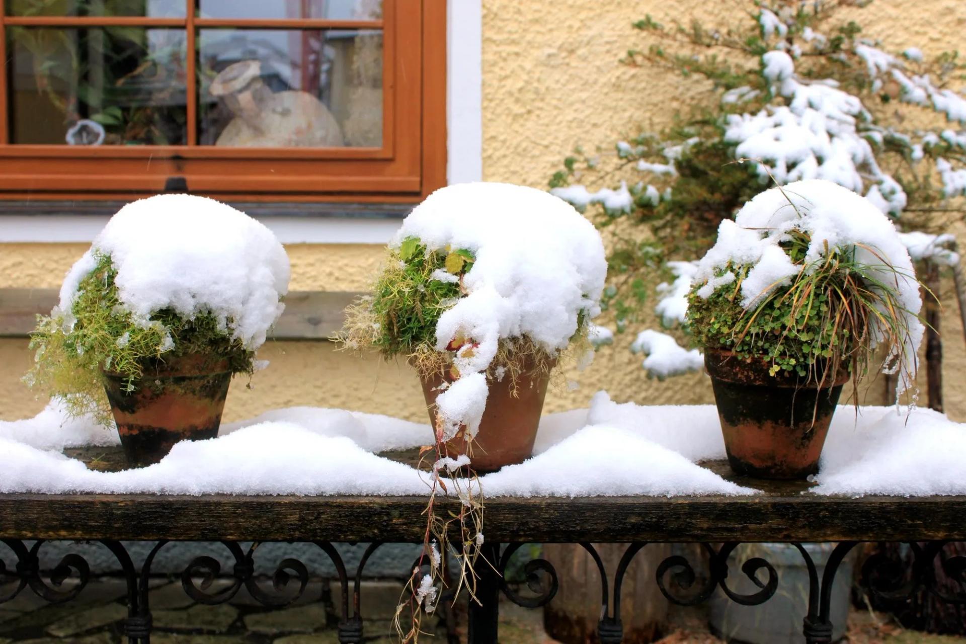 Potted Plants During Winter
