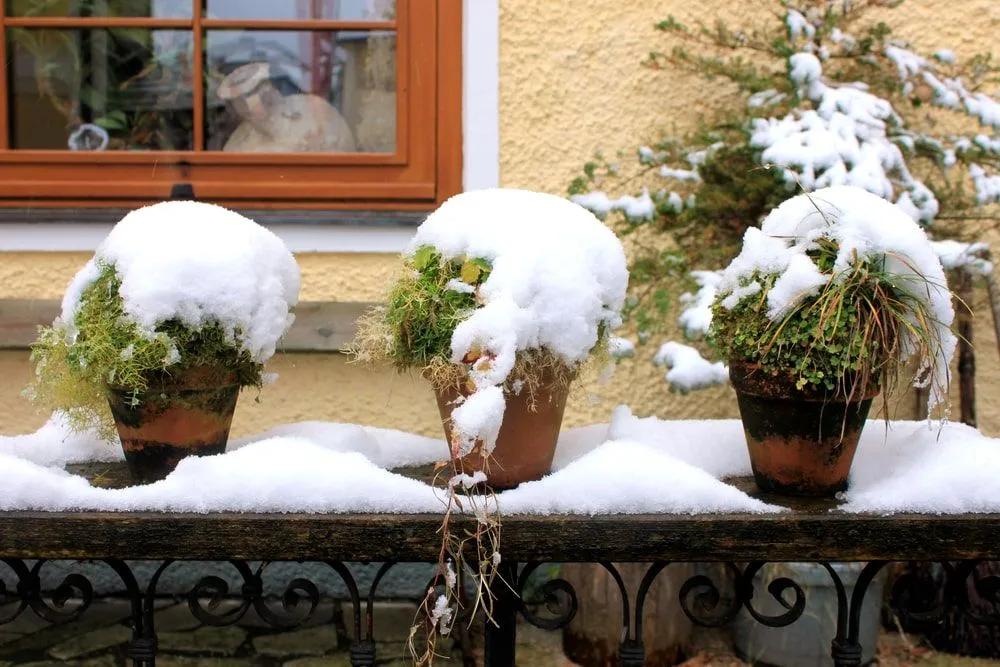 Plant Pots in Snow