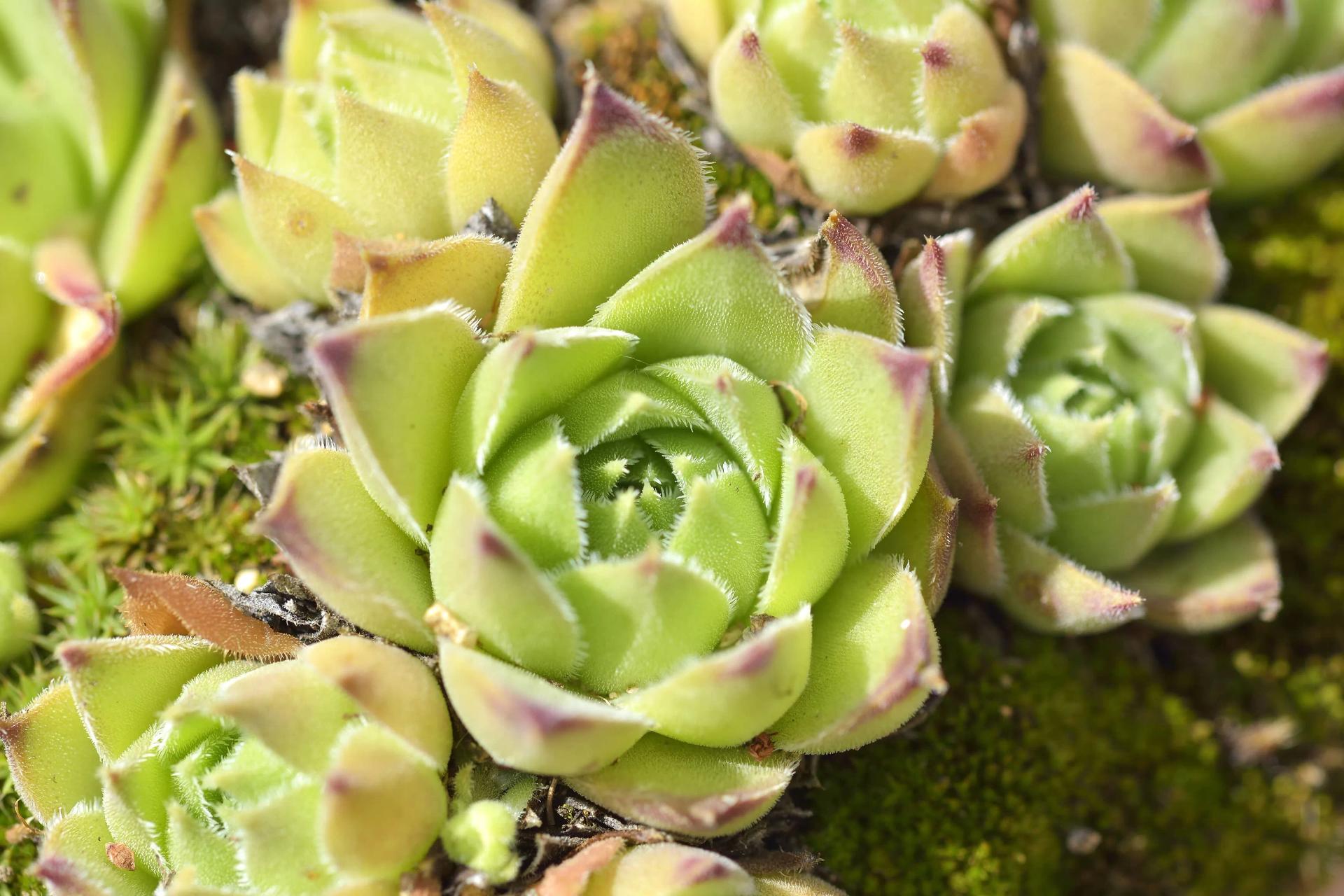 Echeveria agavoides with purple leaves edges
