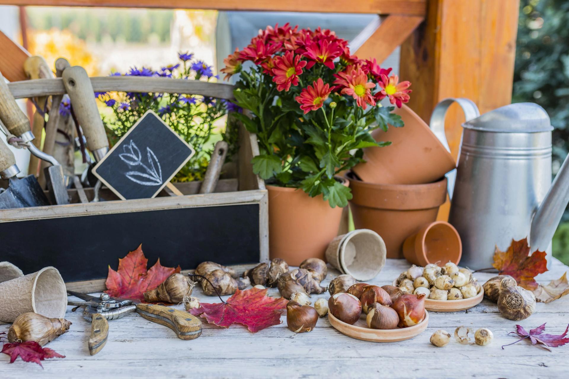 Different flower bulbs on the table with gardening tools