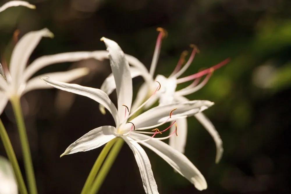 Swamp Lily Closeup