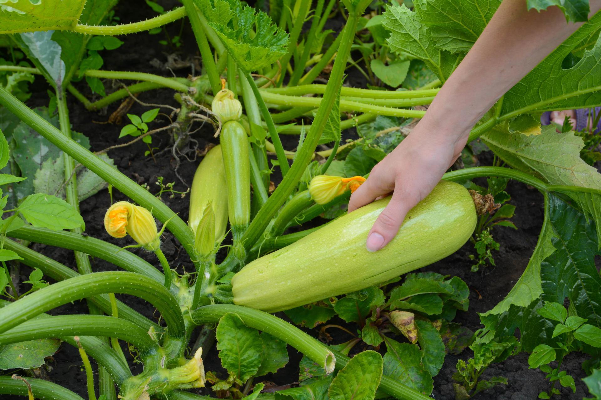 Harvesting Zucchini