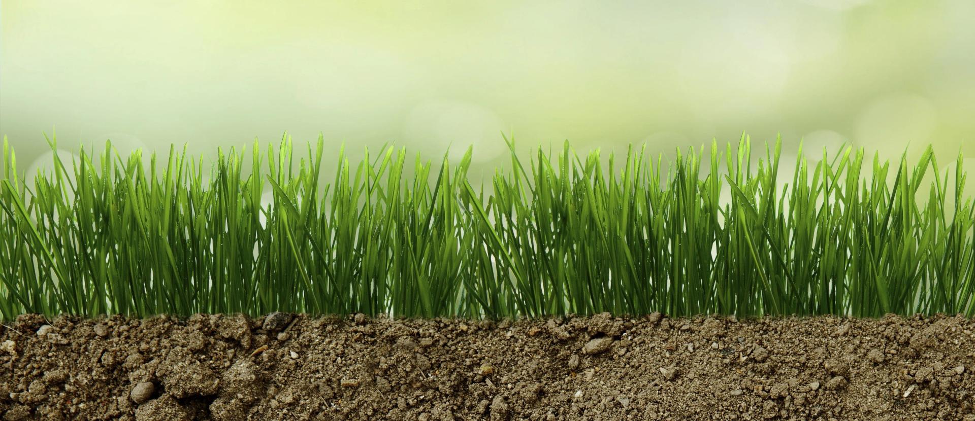 Grass in Dry Soil