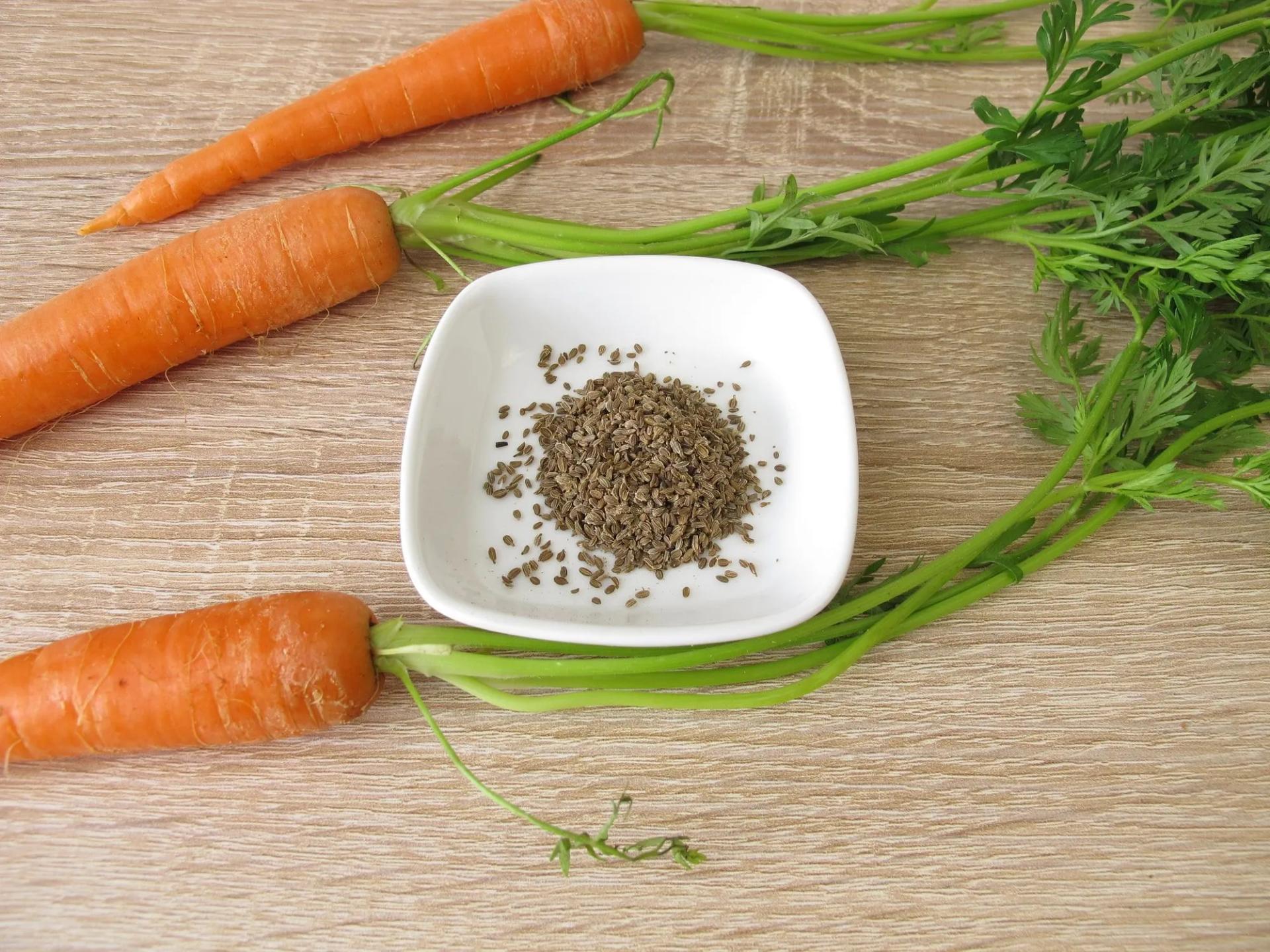 Carrot Seeds in the Bowl