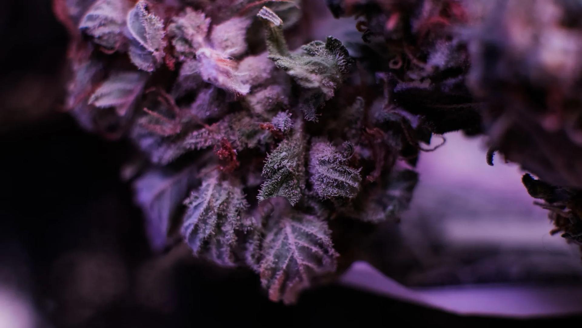 Purple Weed Bud