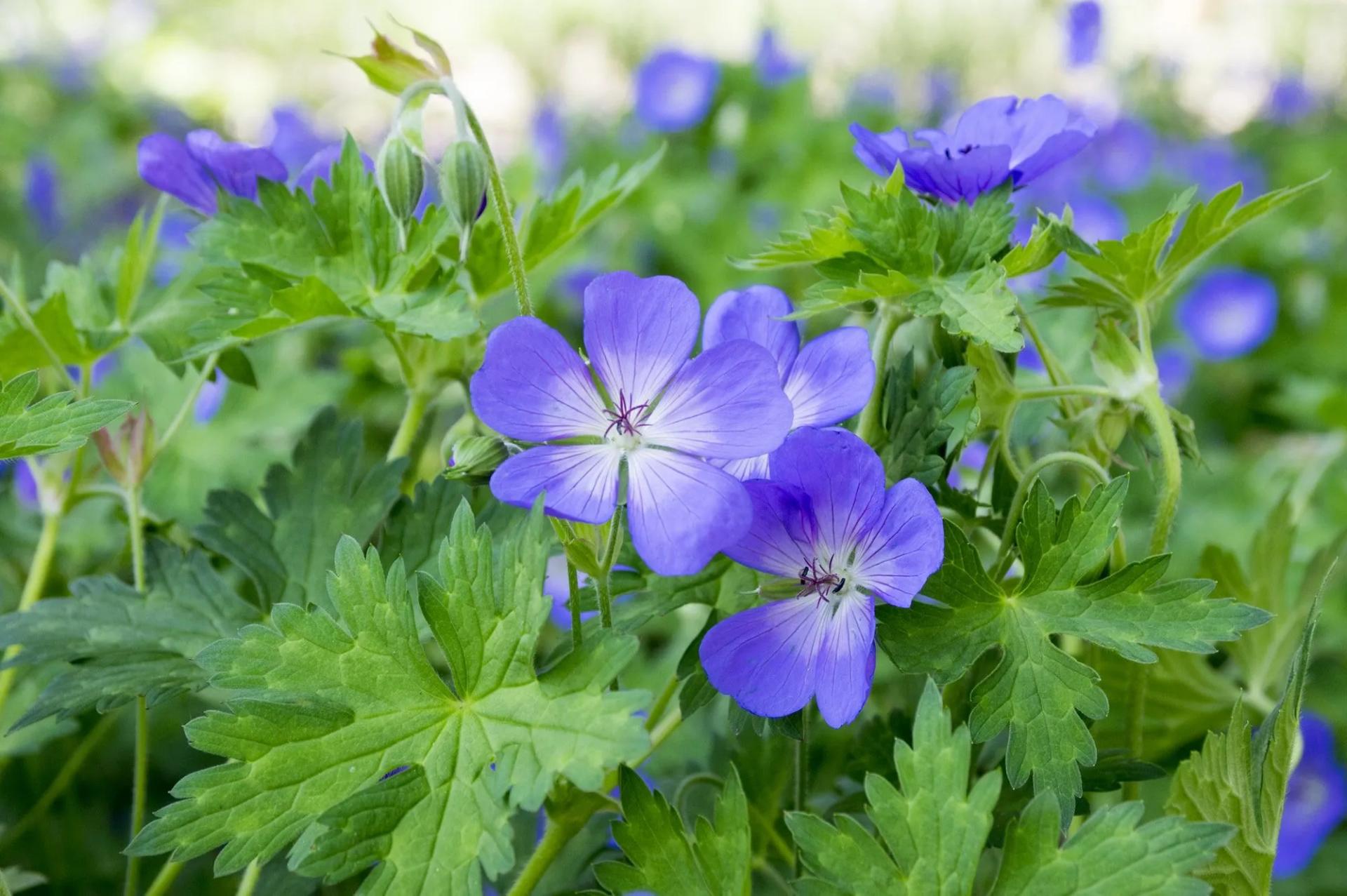Blue Geranium in Bloom 