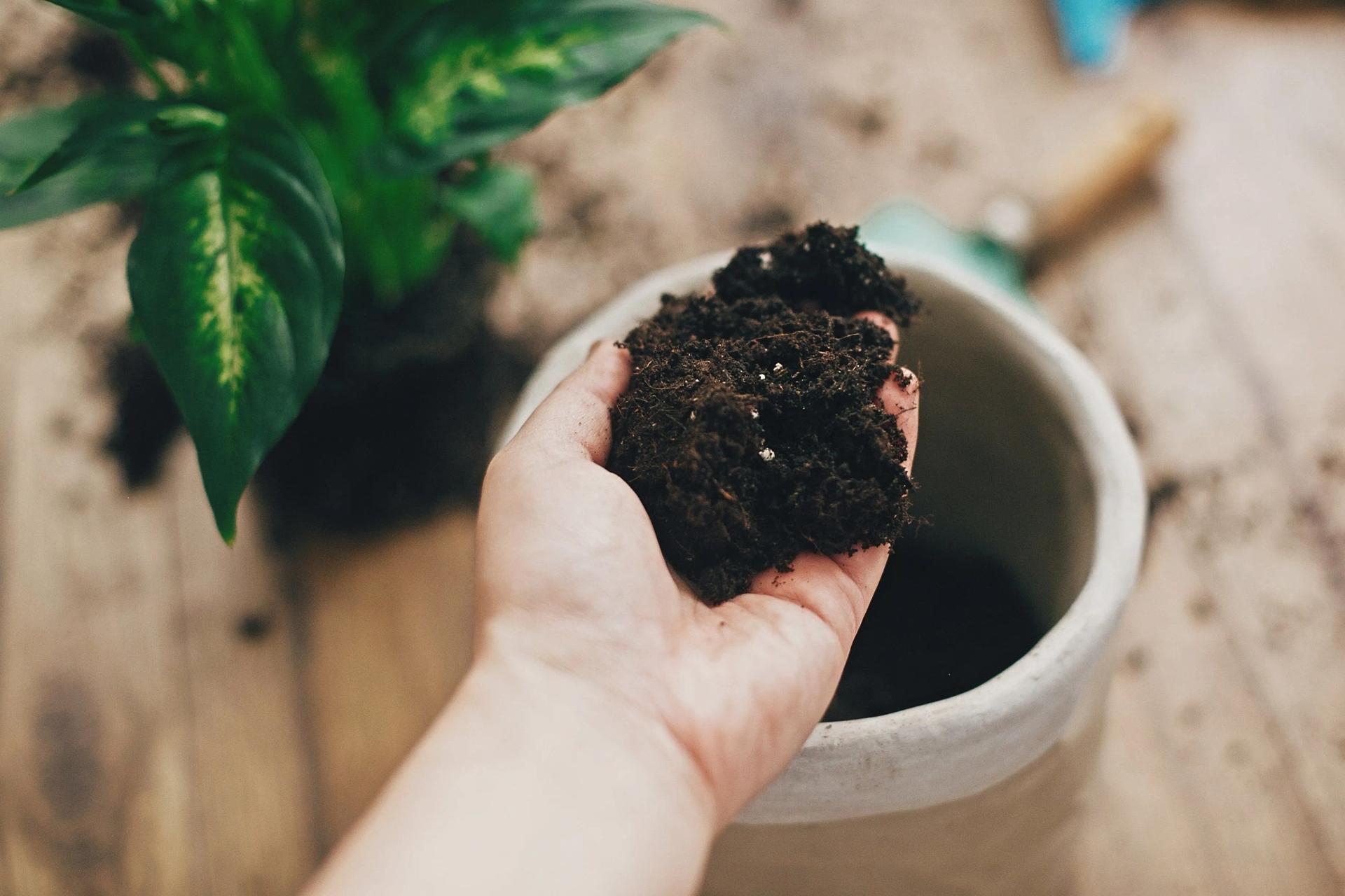 Potting Soil in a Hand