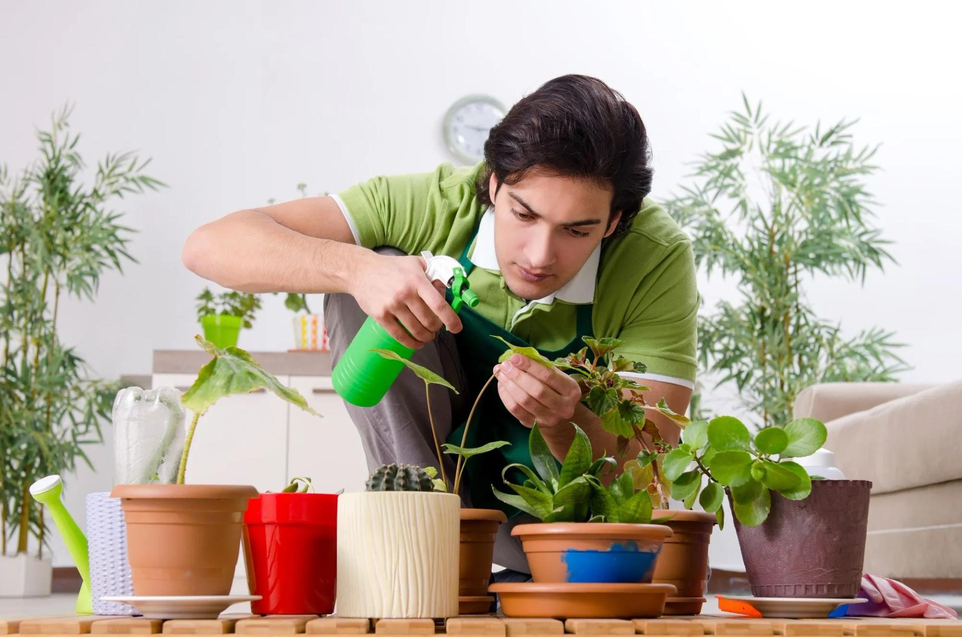 Treating Plants from Pests