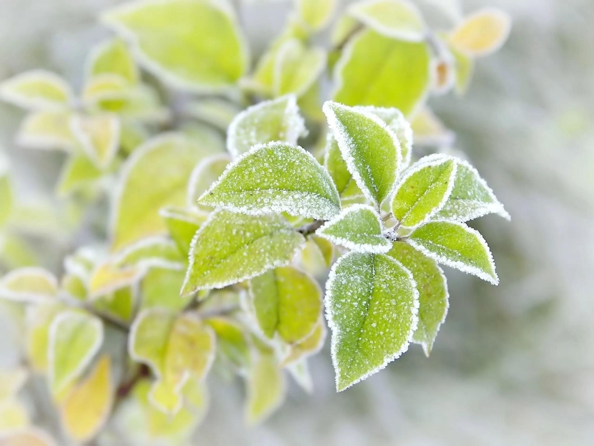 Evergreen bush in winter