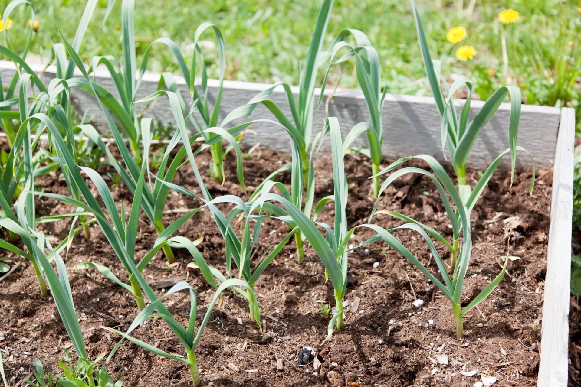 Garlic Growing on Raised Bed