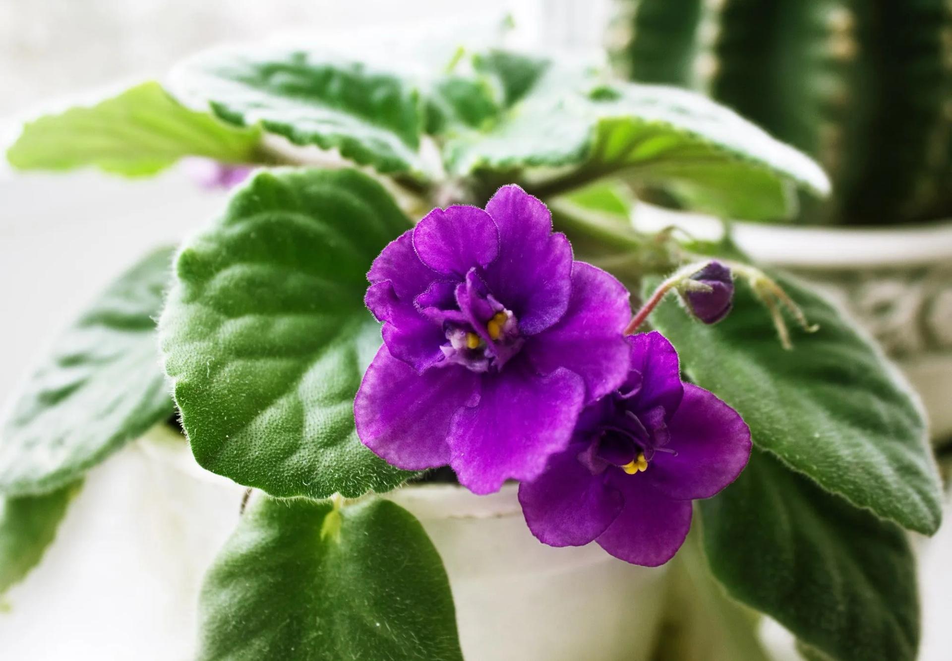 African Violet in a Pot
