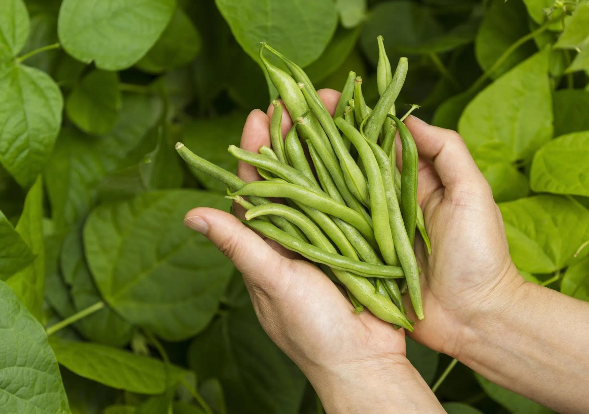 Green Beans in a Hand