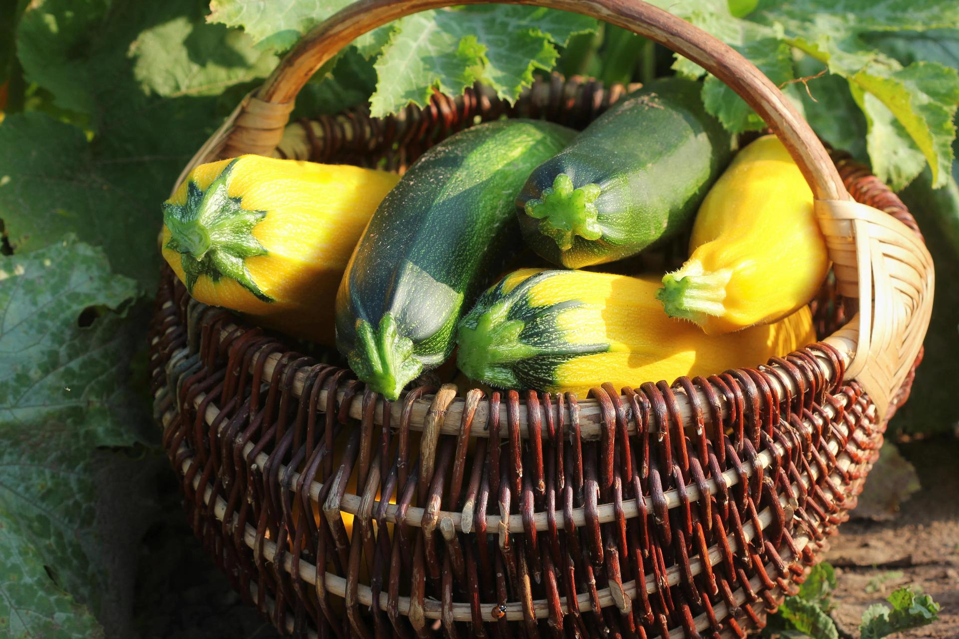 Zucchini in a Basket
