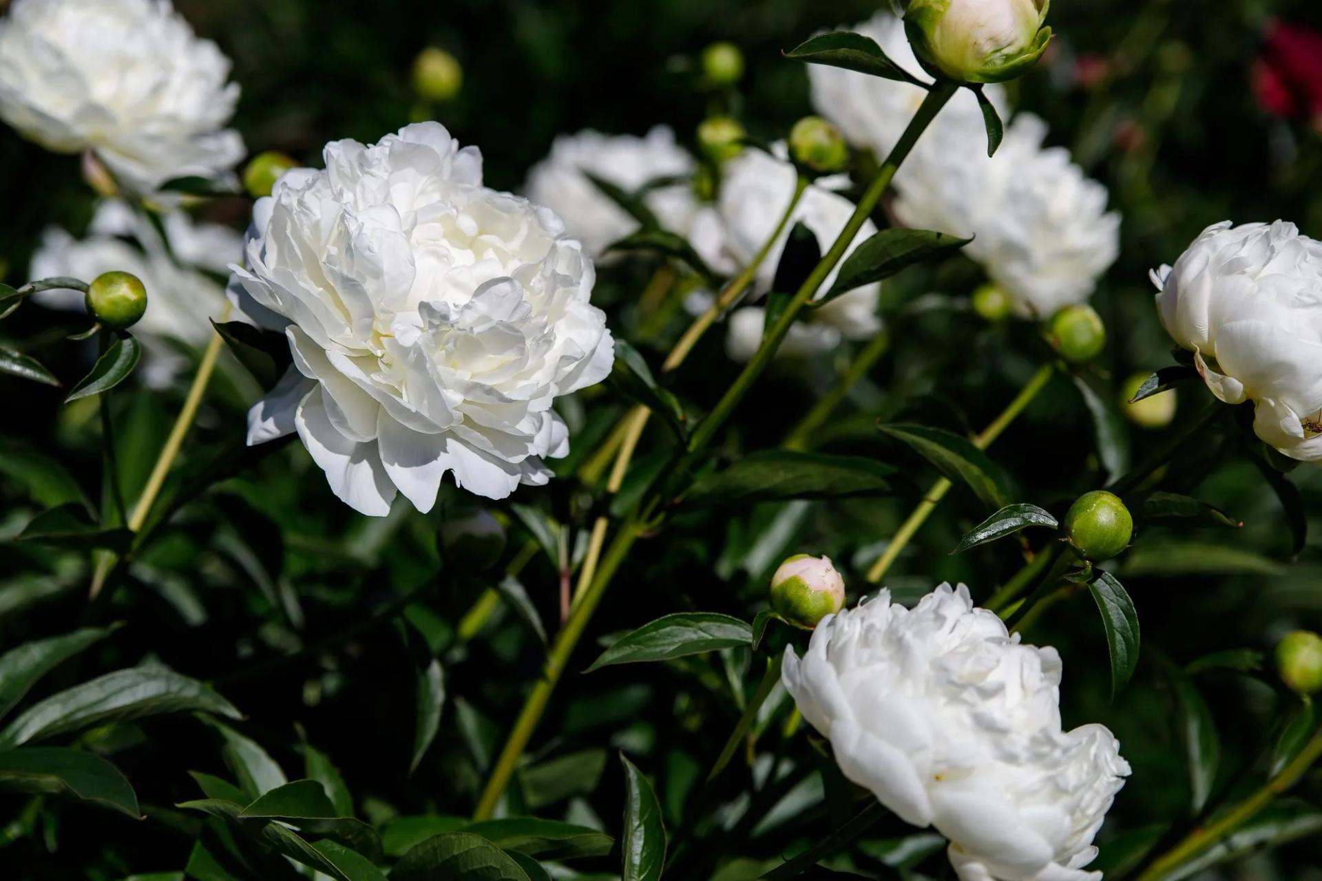 White Peonies in the Shade