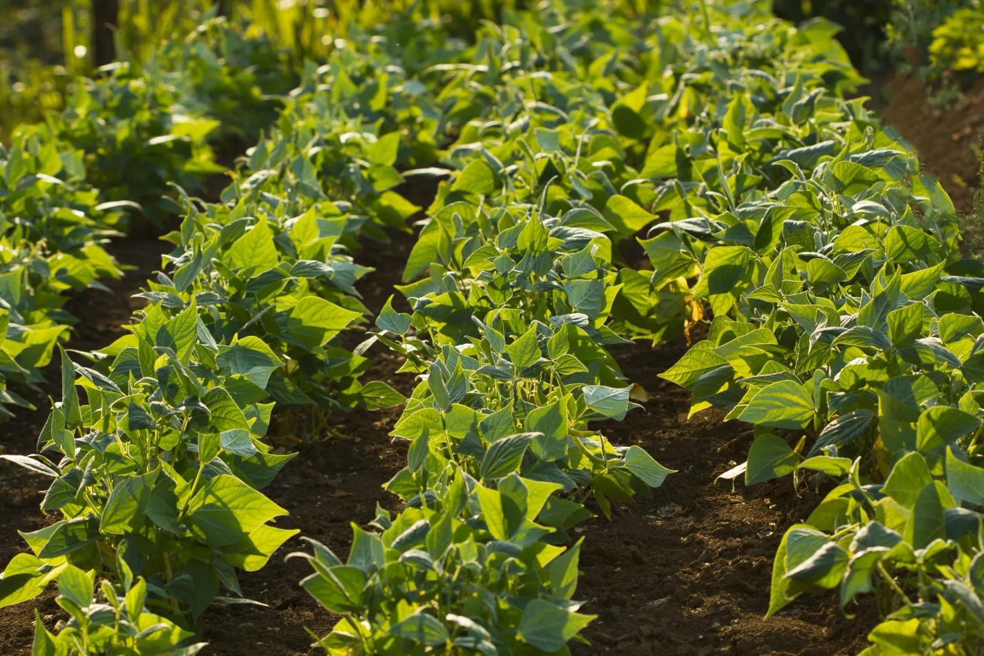 Small Green Bean Plants in Rows