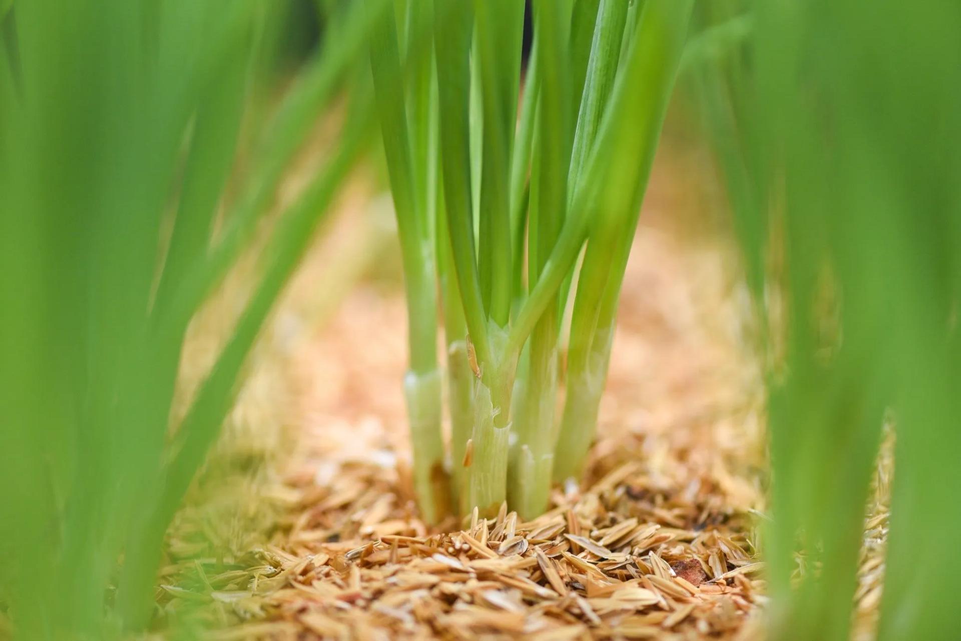 Green Onions with Mulching