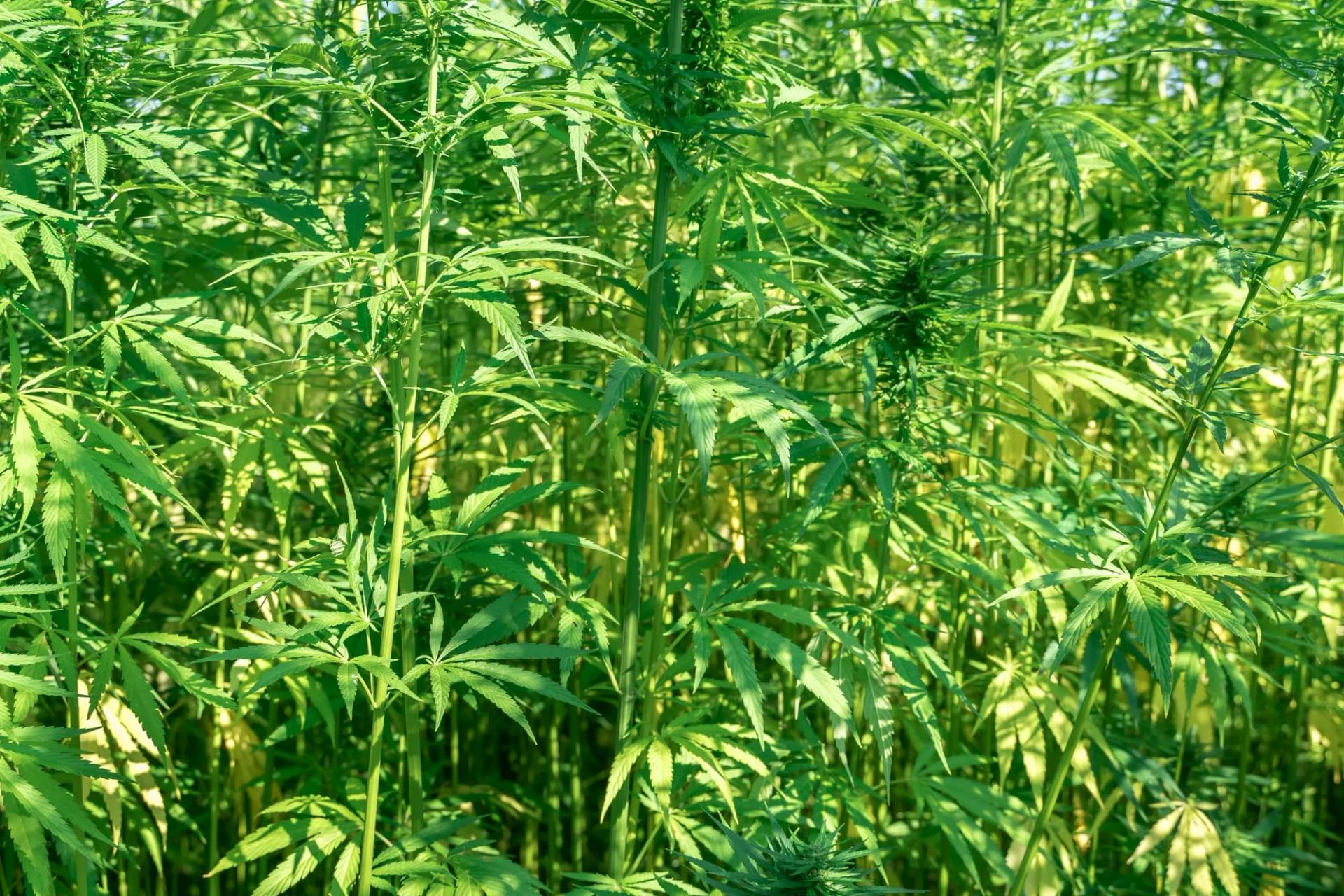 High Cannabis Plant Outside