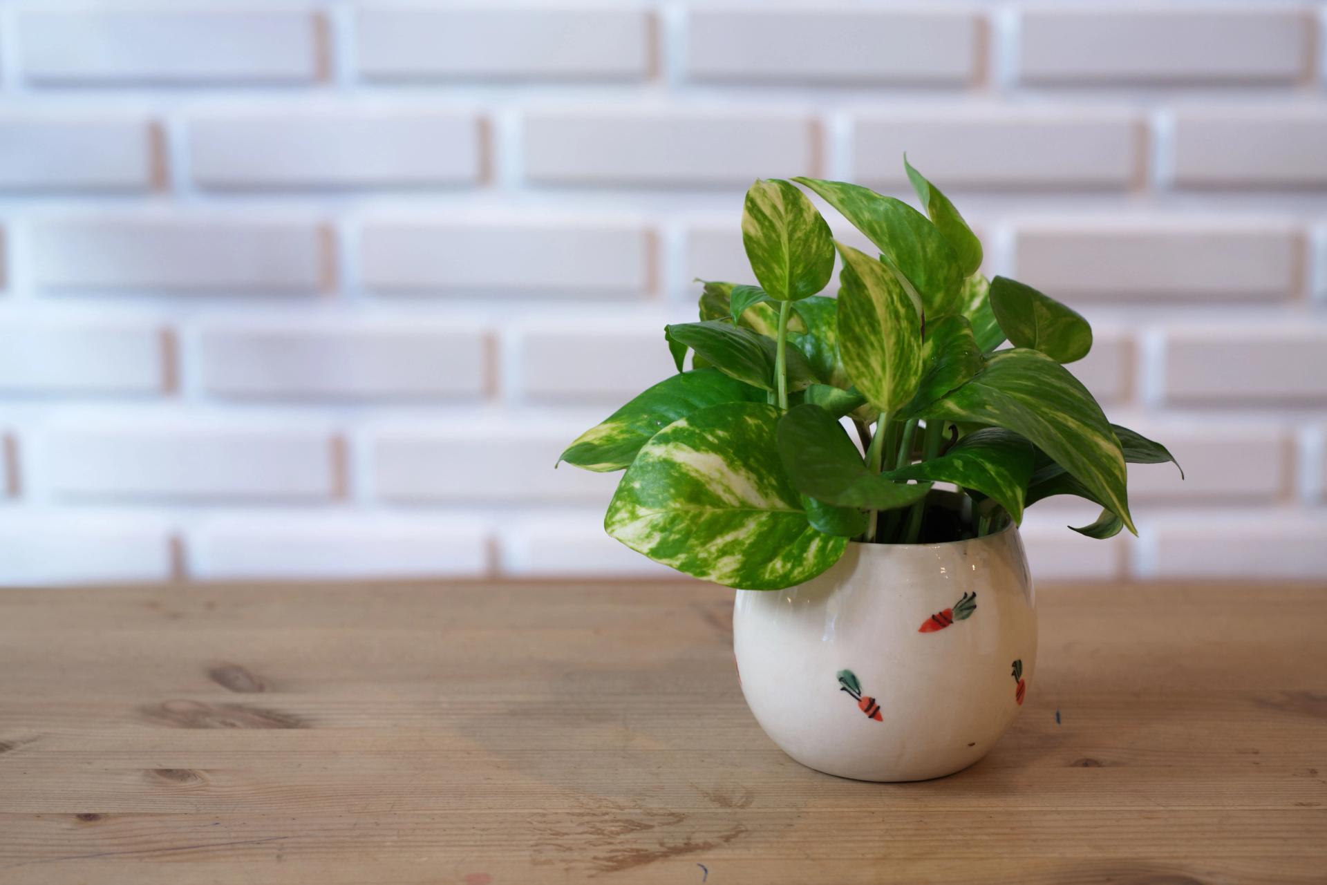 young Pothos plant