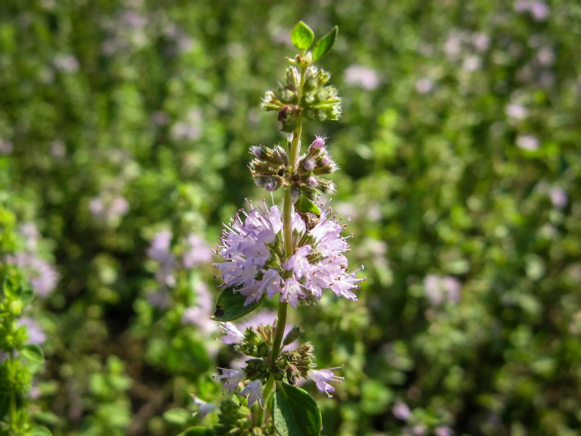 Pennyroyal with a Flower