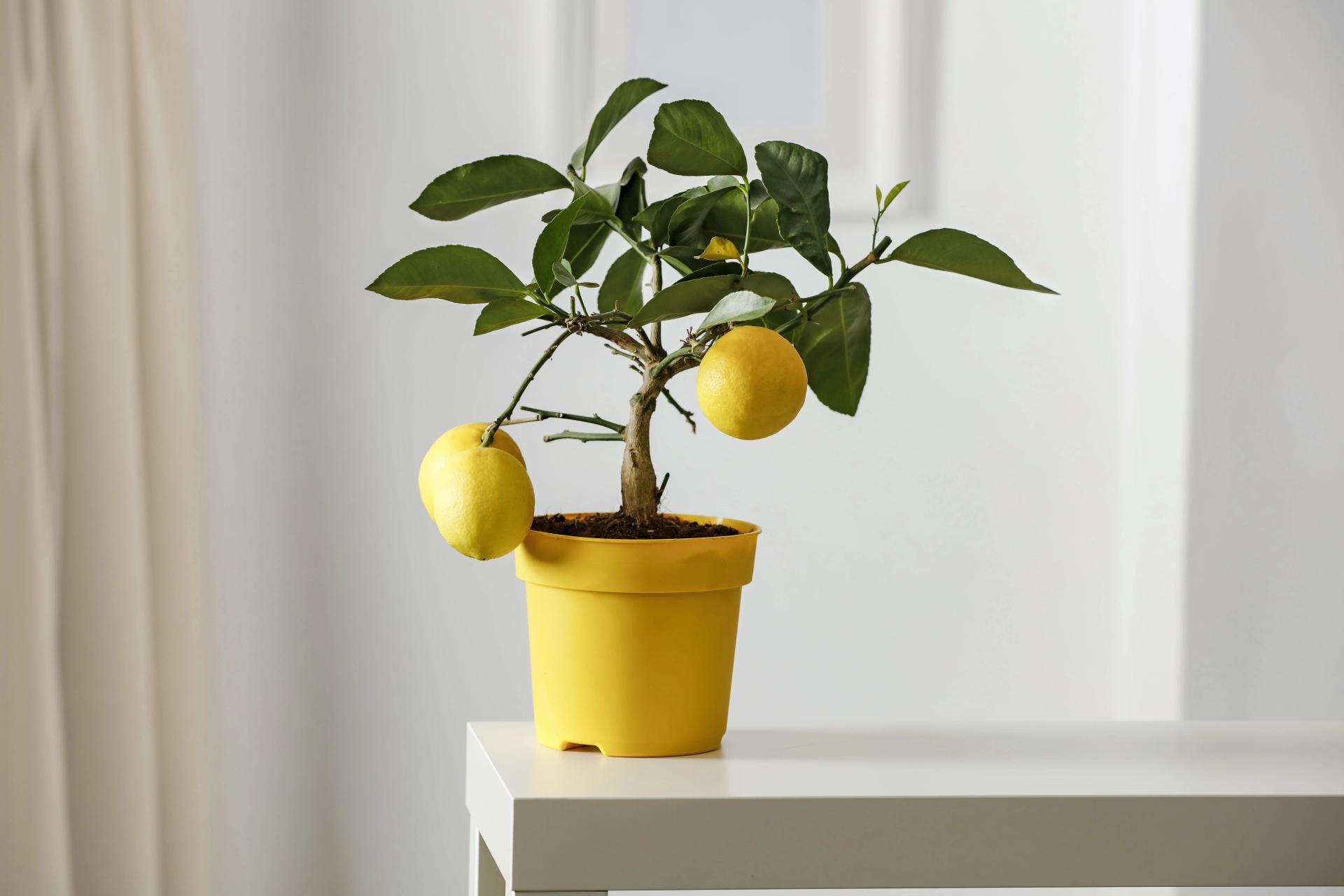 Lemon Tree Indoors