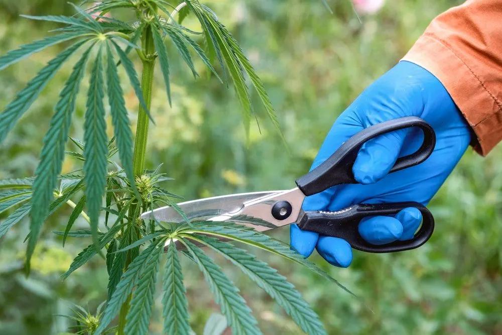 Pruning Cannabis with Scissors