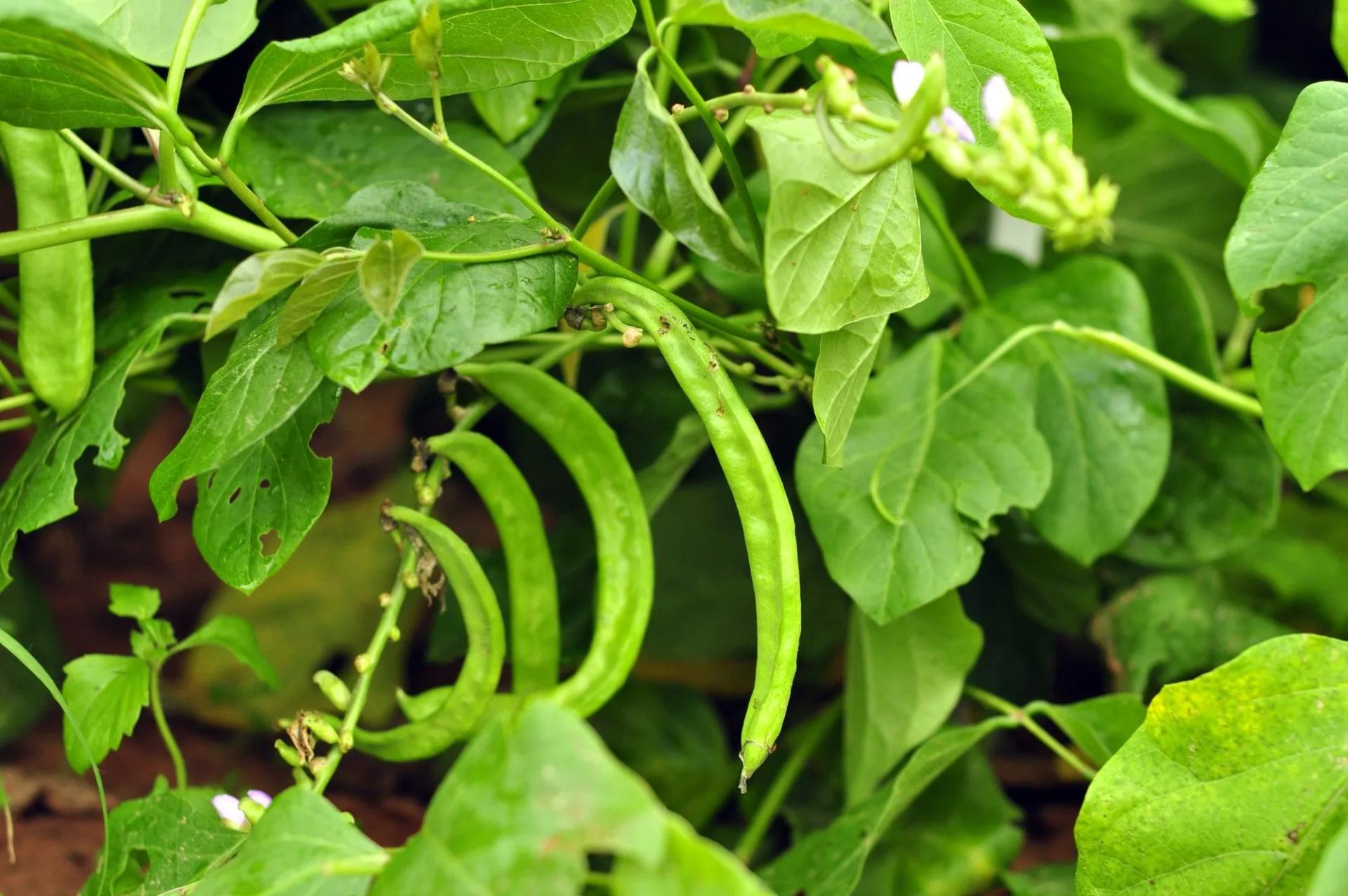 Green Bean Vine with Vegetables