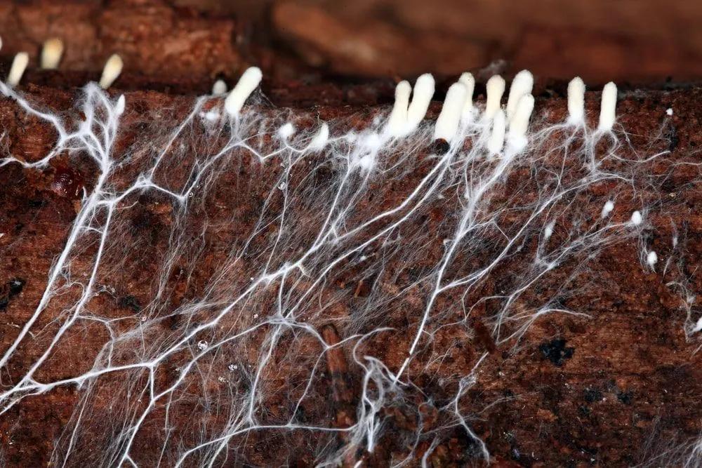 Mycelium Threads