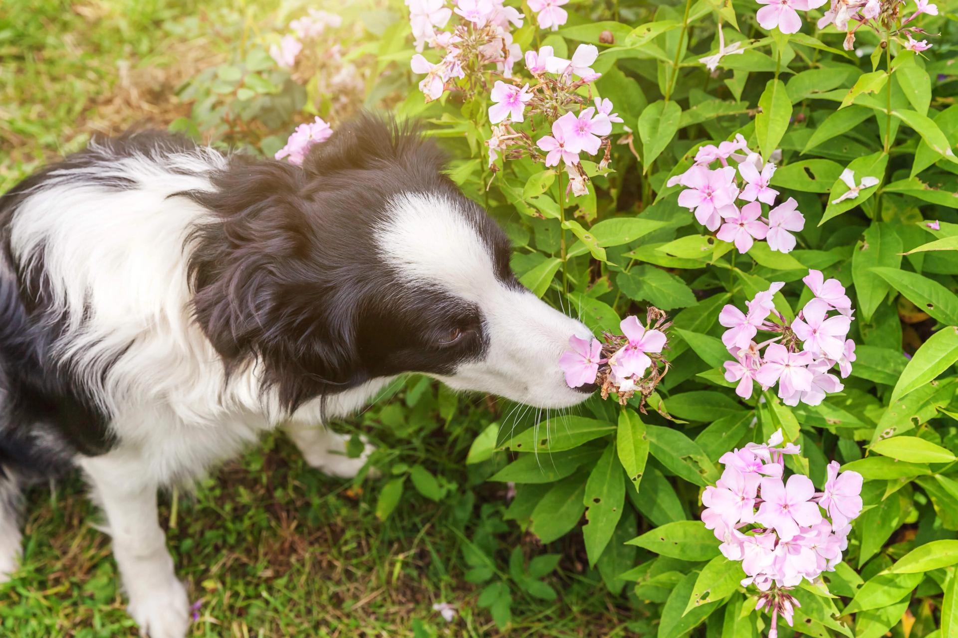 dog-with-pink-flowers