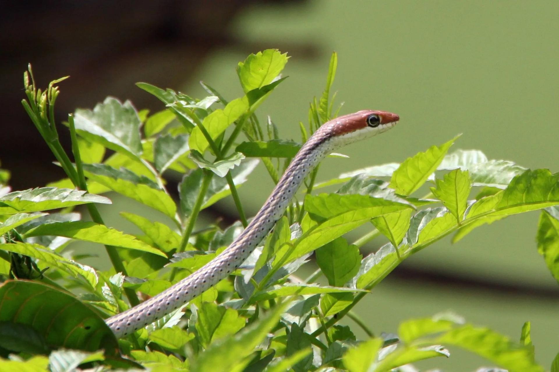 Snake on a Plant