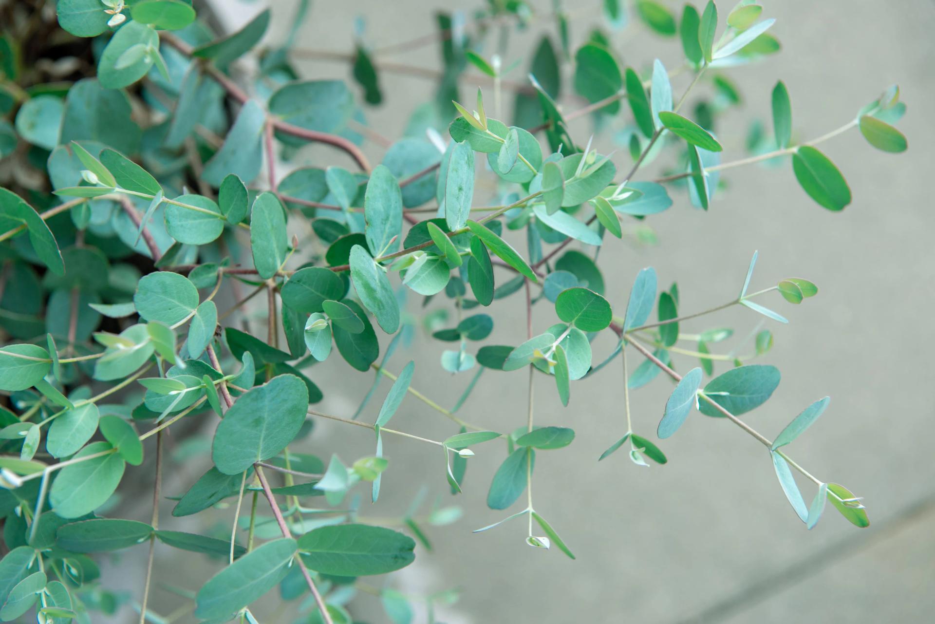 Leaves of Eucalyptus gunnii