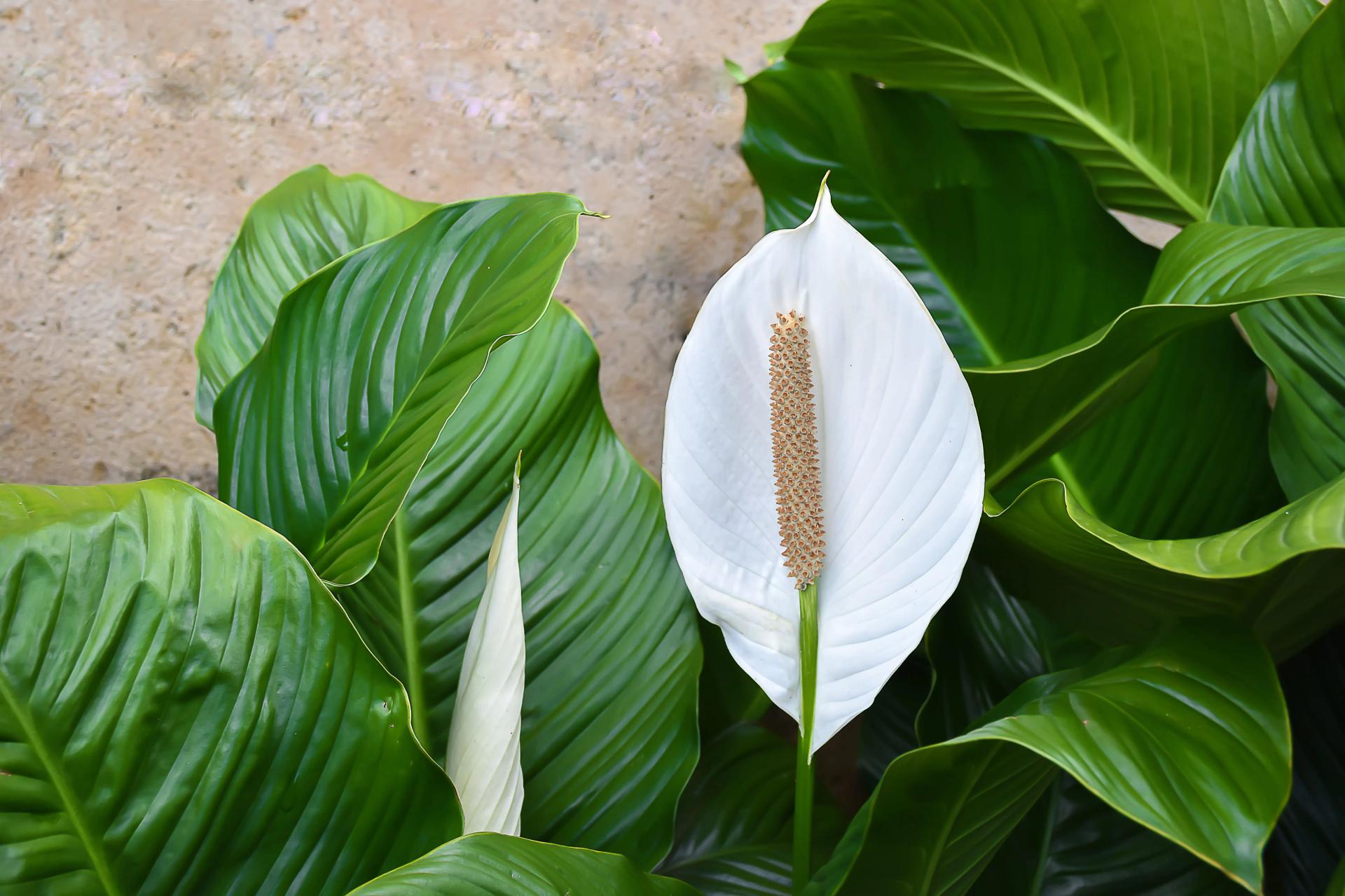 Peace Lily white flower