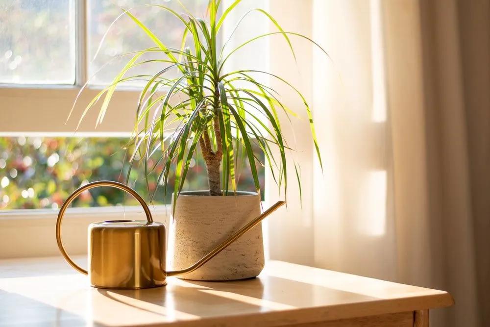 Dracaena Next to a Window with a Watering Can