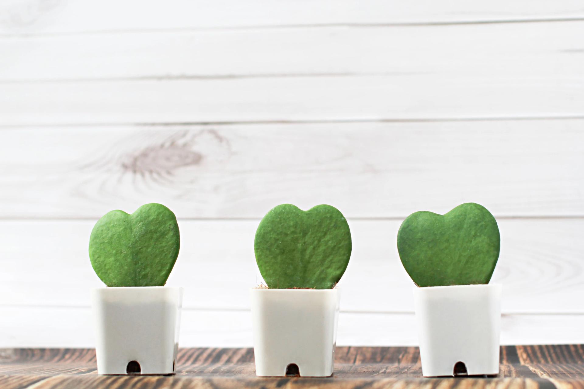 Three Hoya heart plants