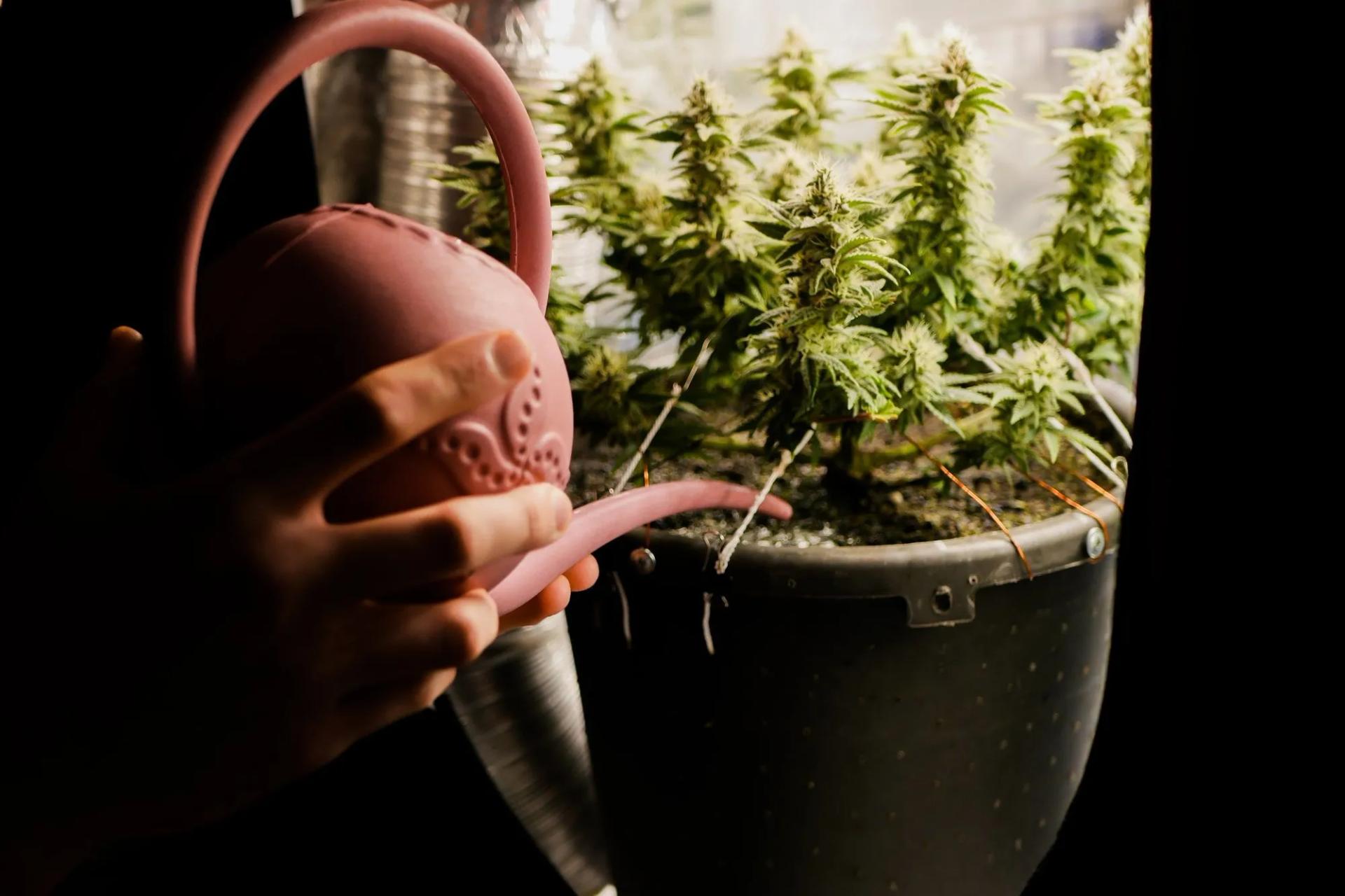 Watering Cannabis Plant
