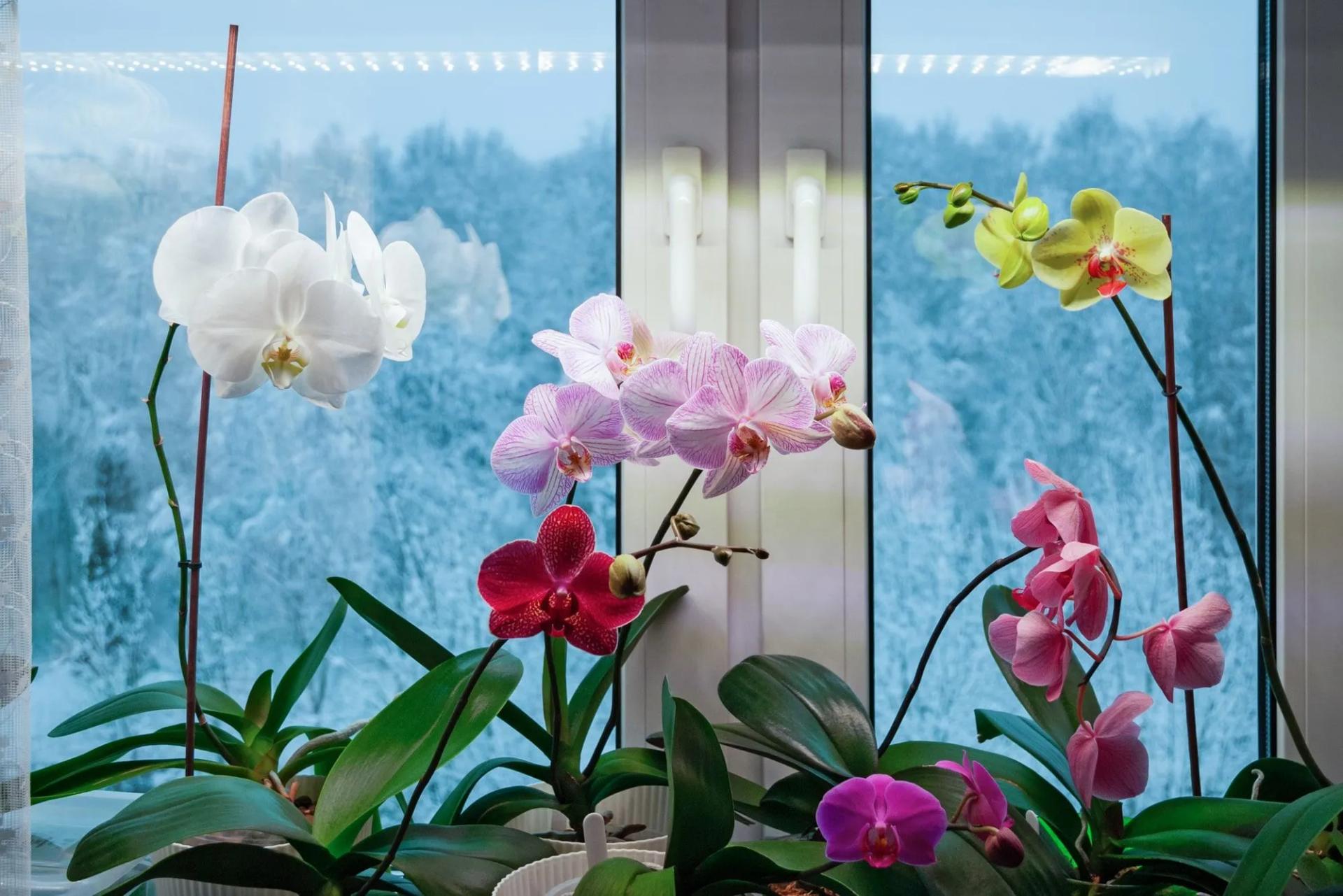 Orchids During Winter