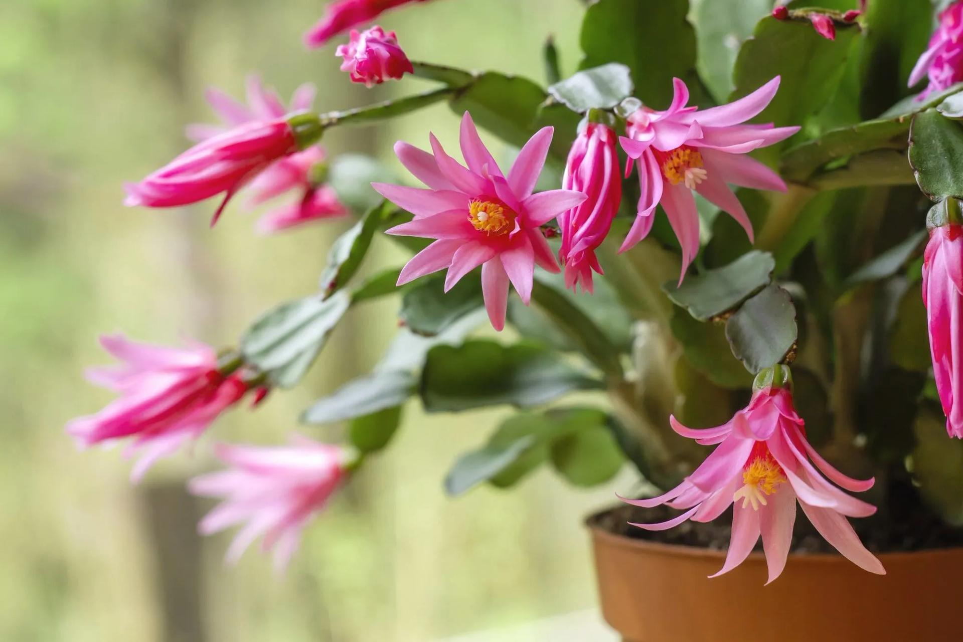 Potted Easter Cactus