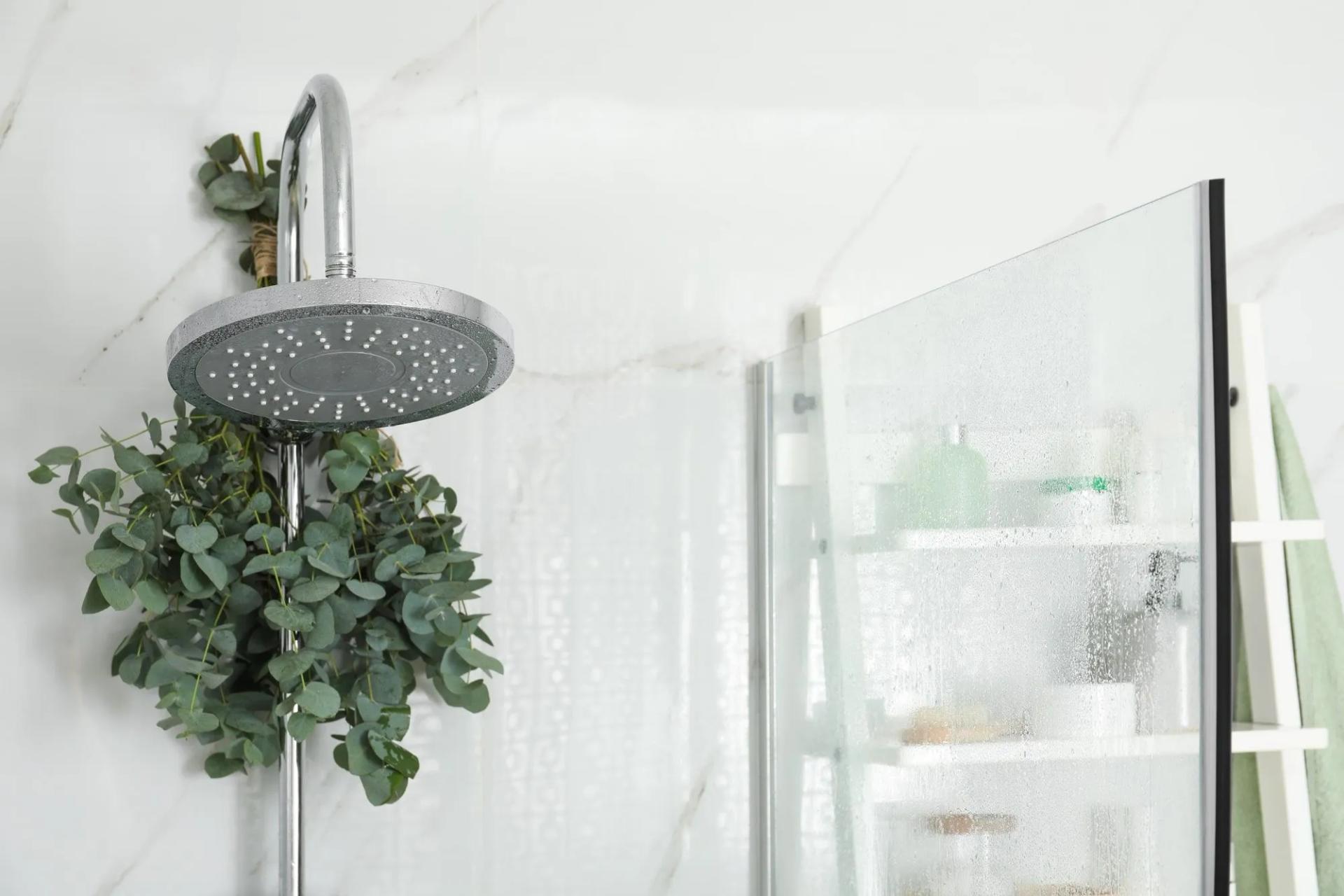 Eucalyptus branches in Shower
