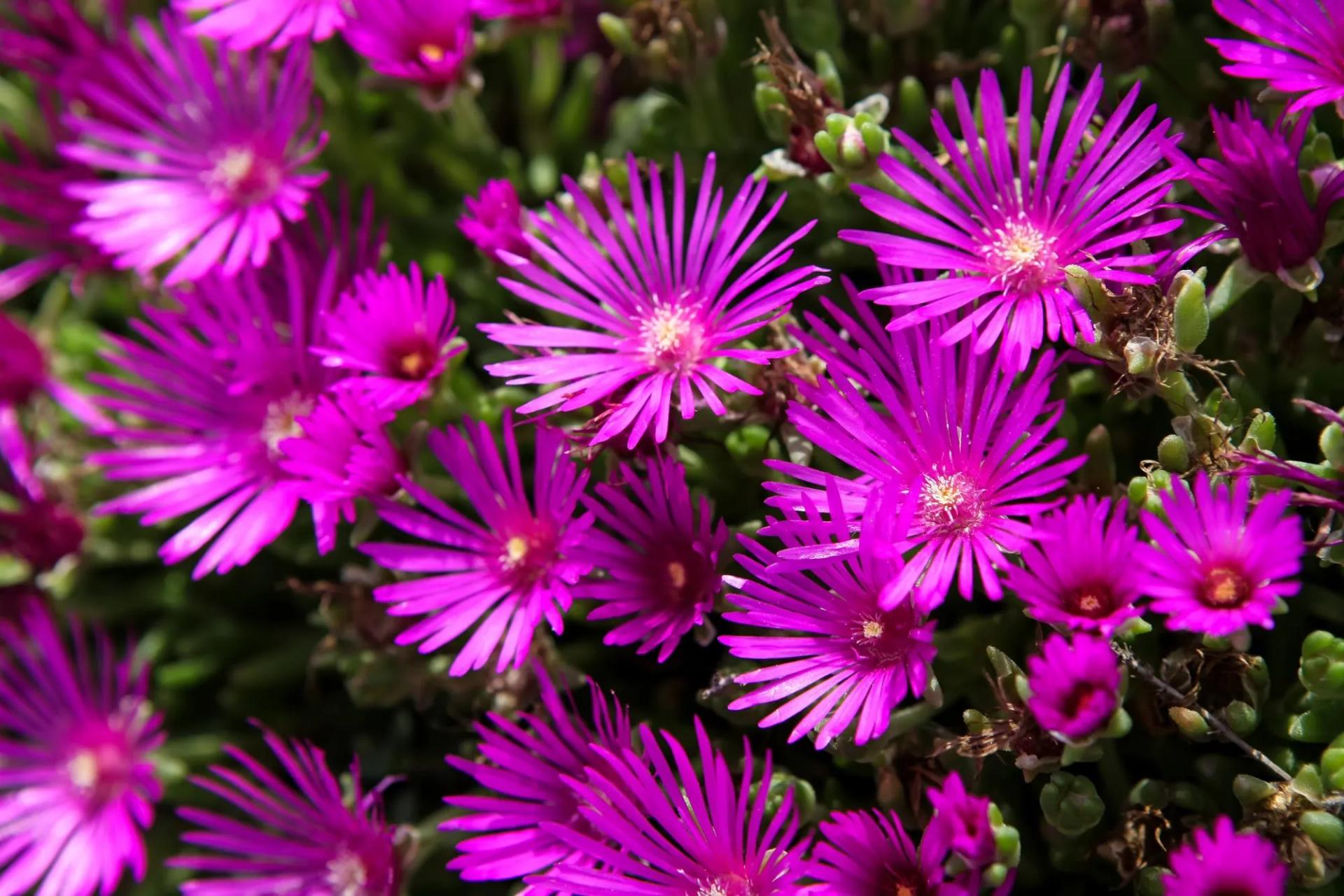 Blooming Ice Plant
