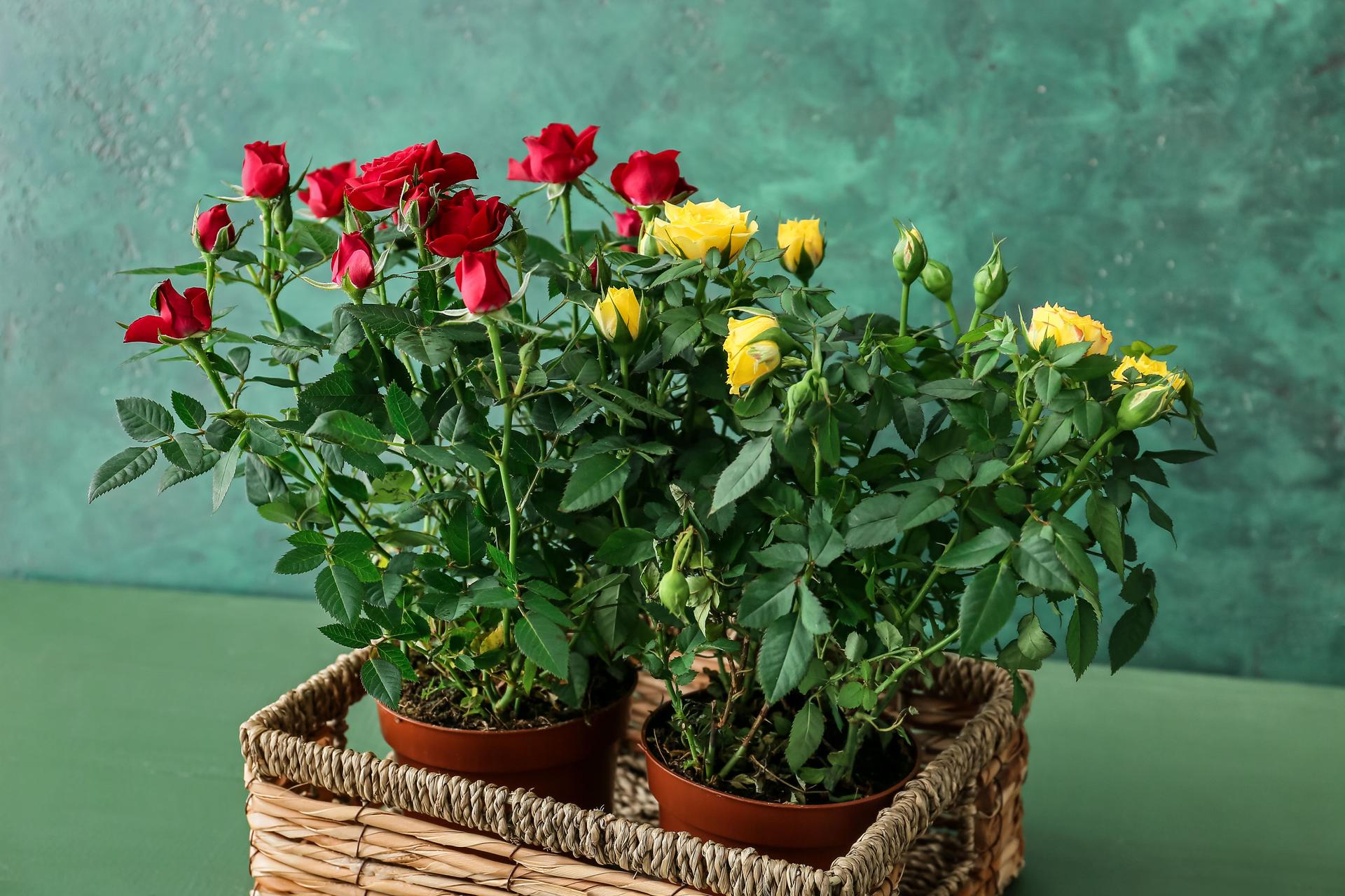 Potted Roses