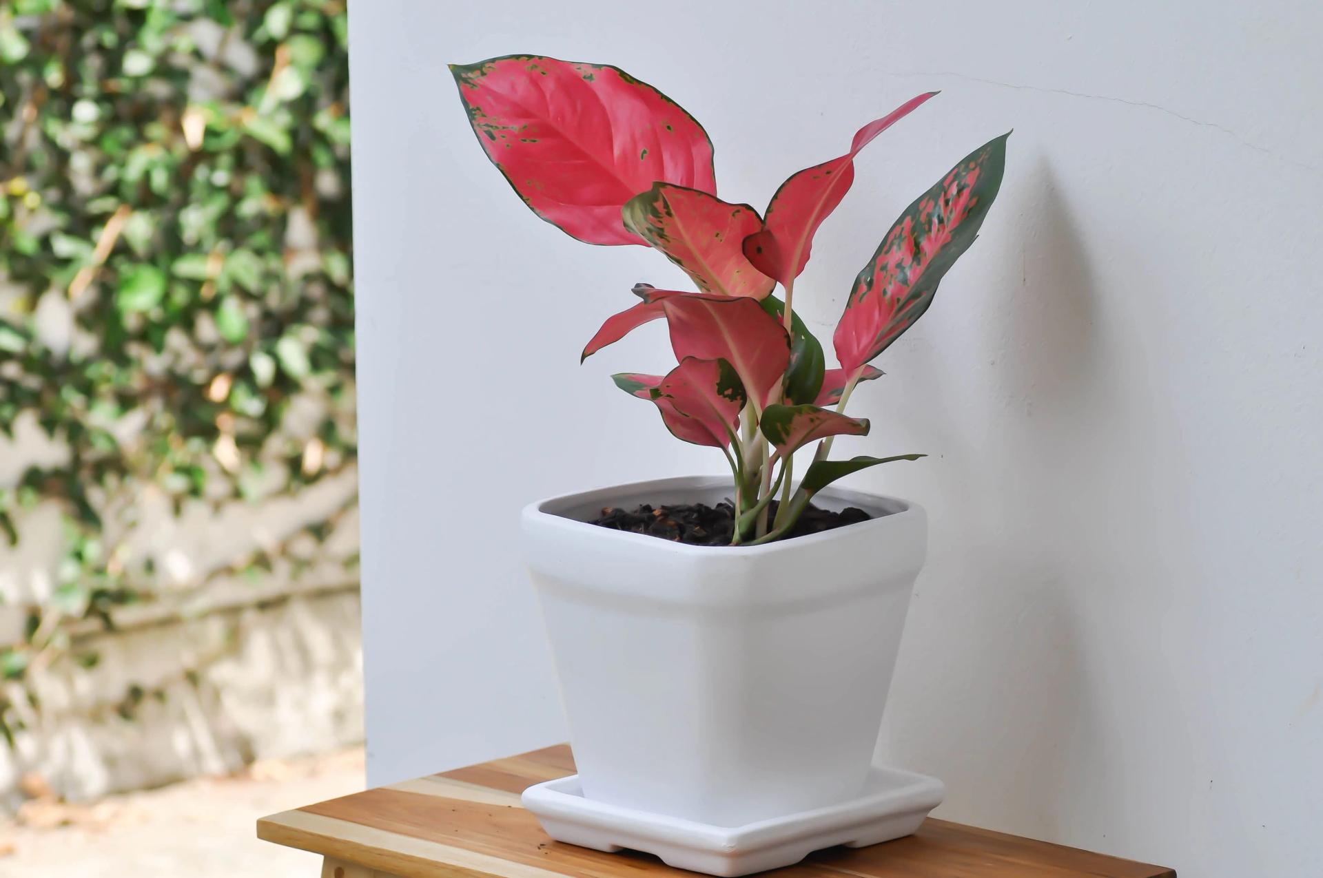 Red Aglaonema outdoors
