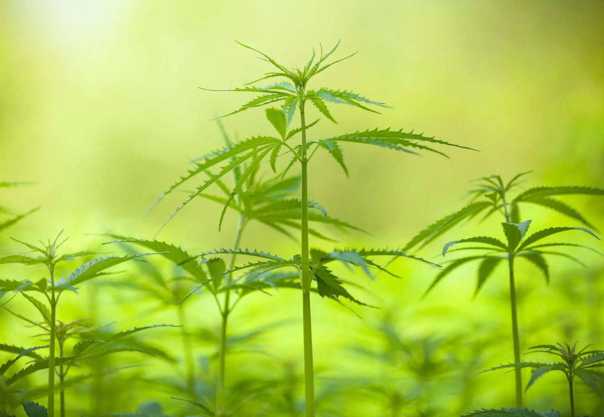 High Cannabis Plant