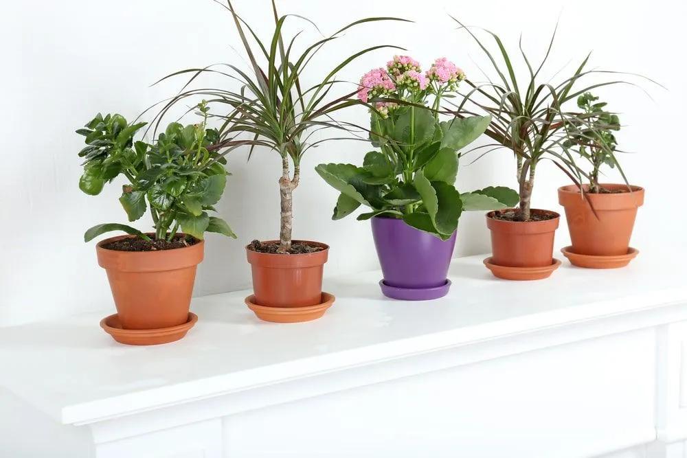 Five Grouped Plants 