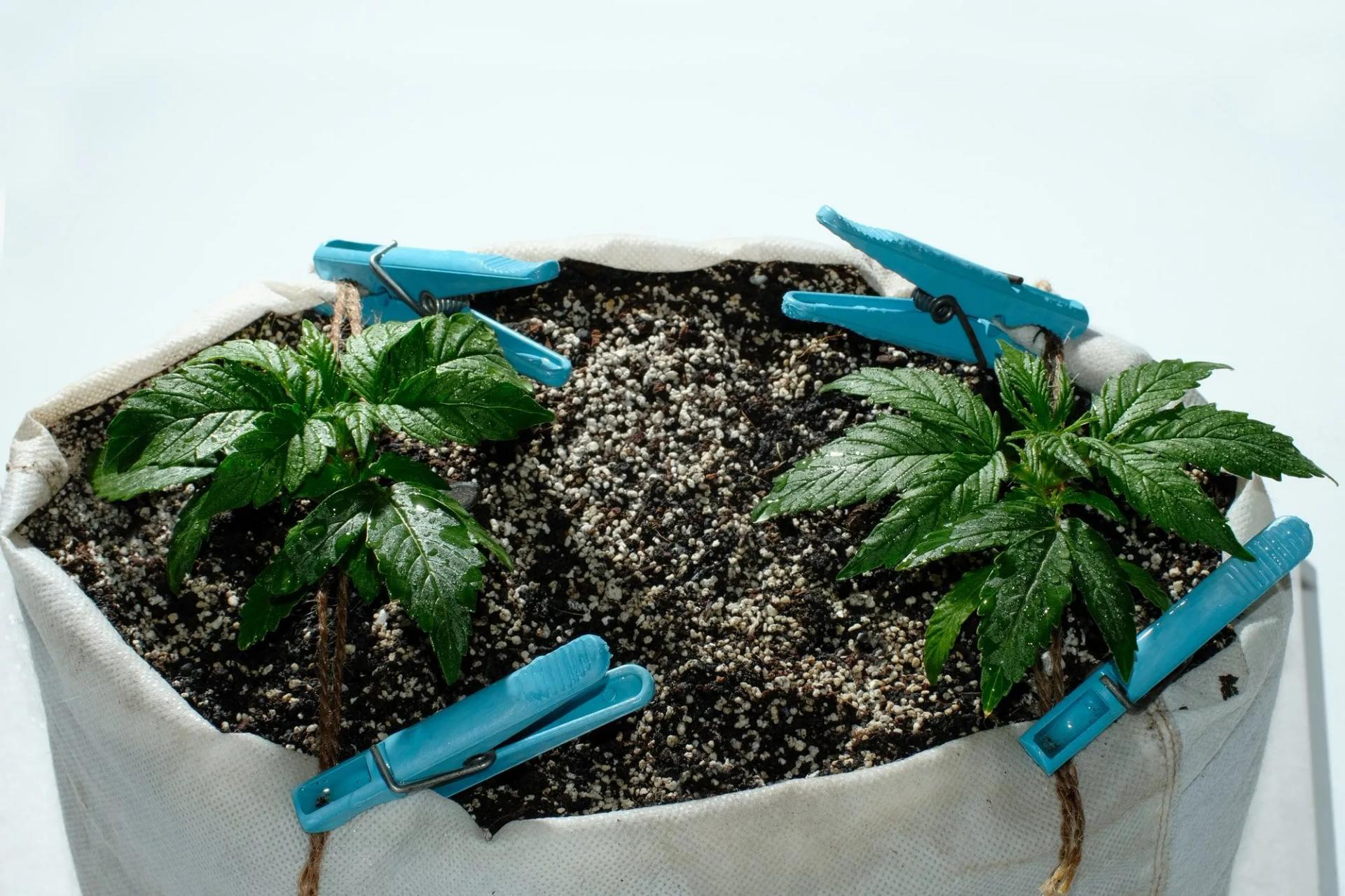 Watering Cannabis Plant DIY