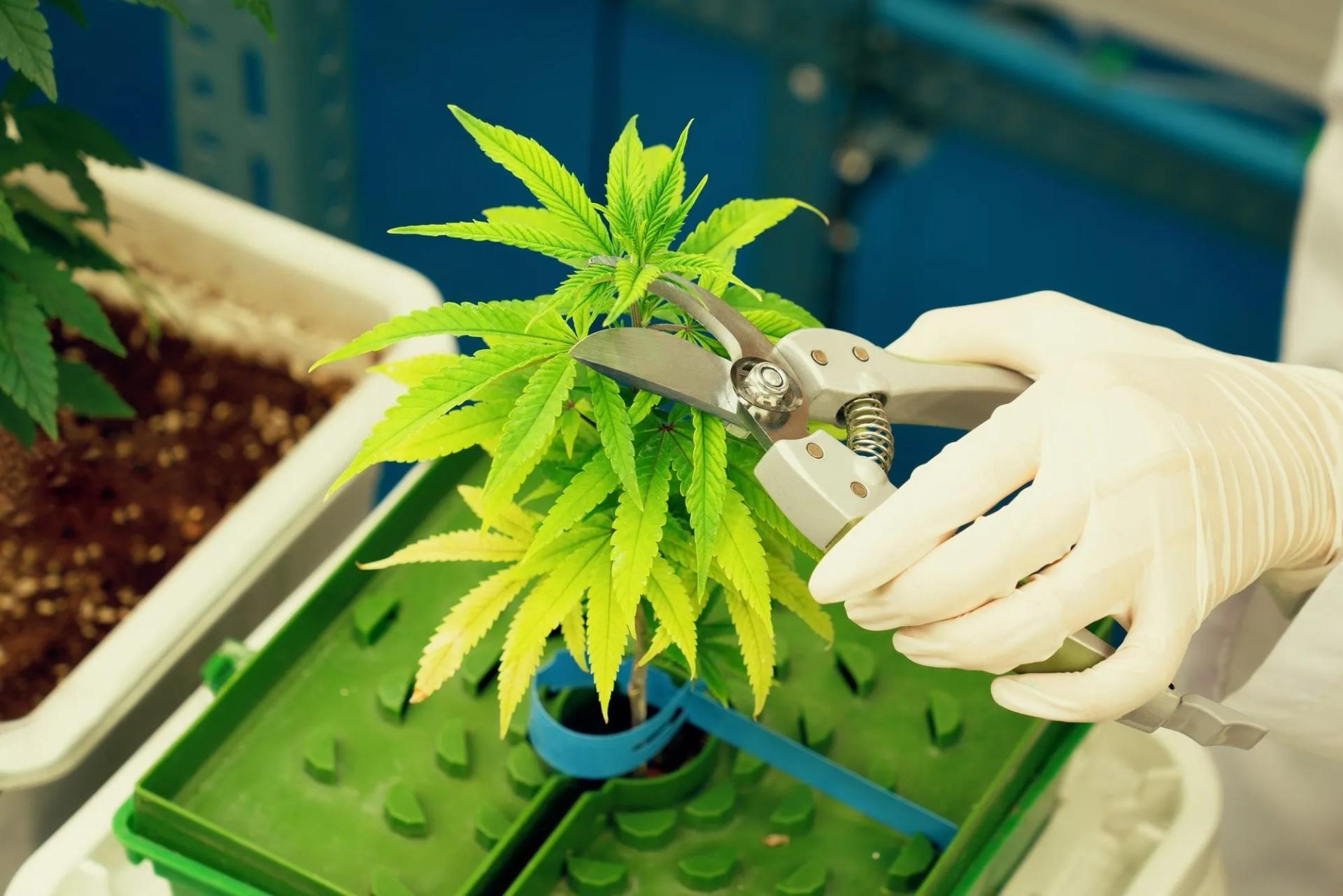 Cropping Cannabis Plant