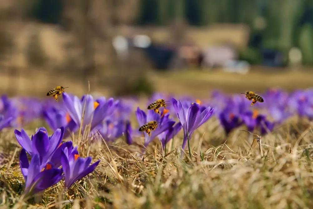 Bees Pollinating Crocus Flowers