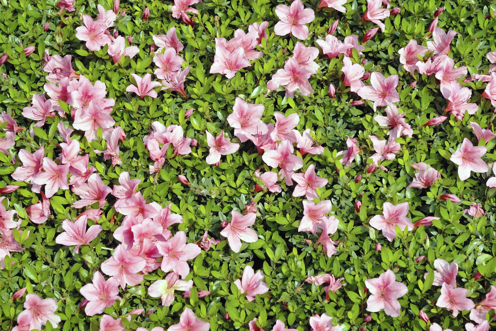 azalea-shrub-with-pink-flowers