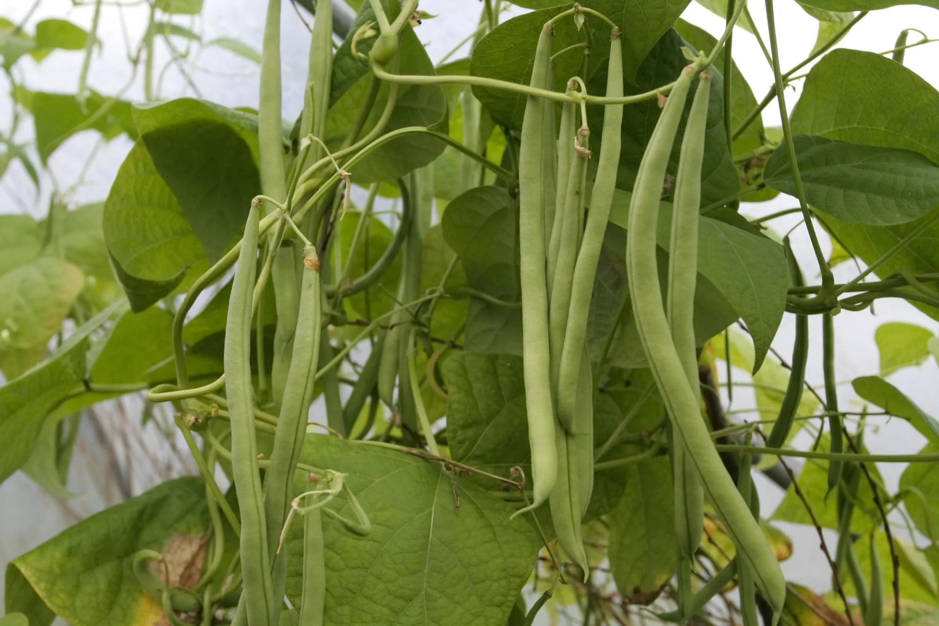 Green Bean Stalks Growing on a Vine
