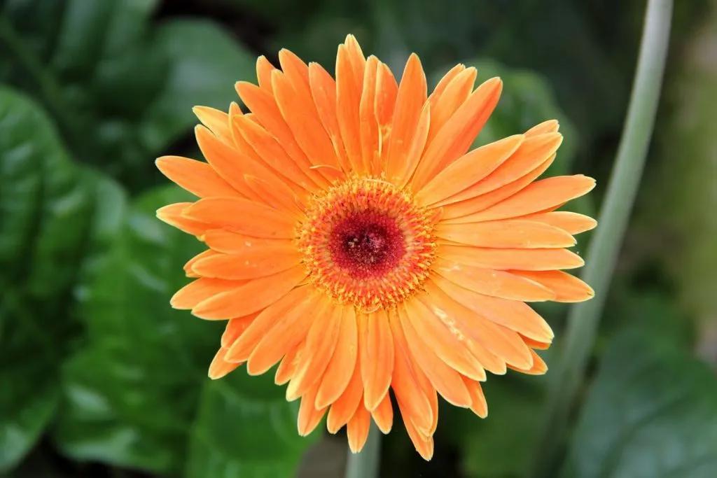 Orange Gerbera Jamesonii Flower