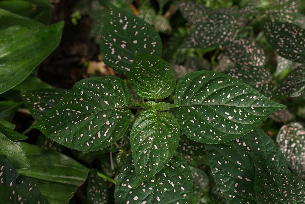 Hypoestes with Signature Polka Dots on Leaves
