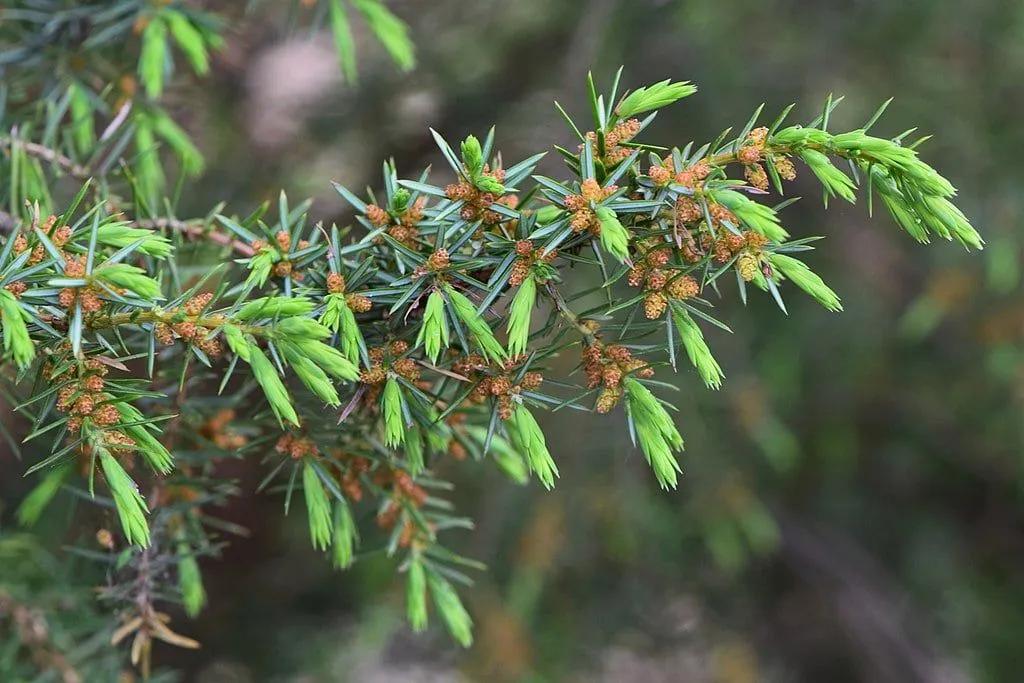 Juniperus Communis in the Garden 